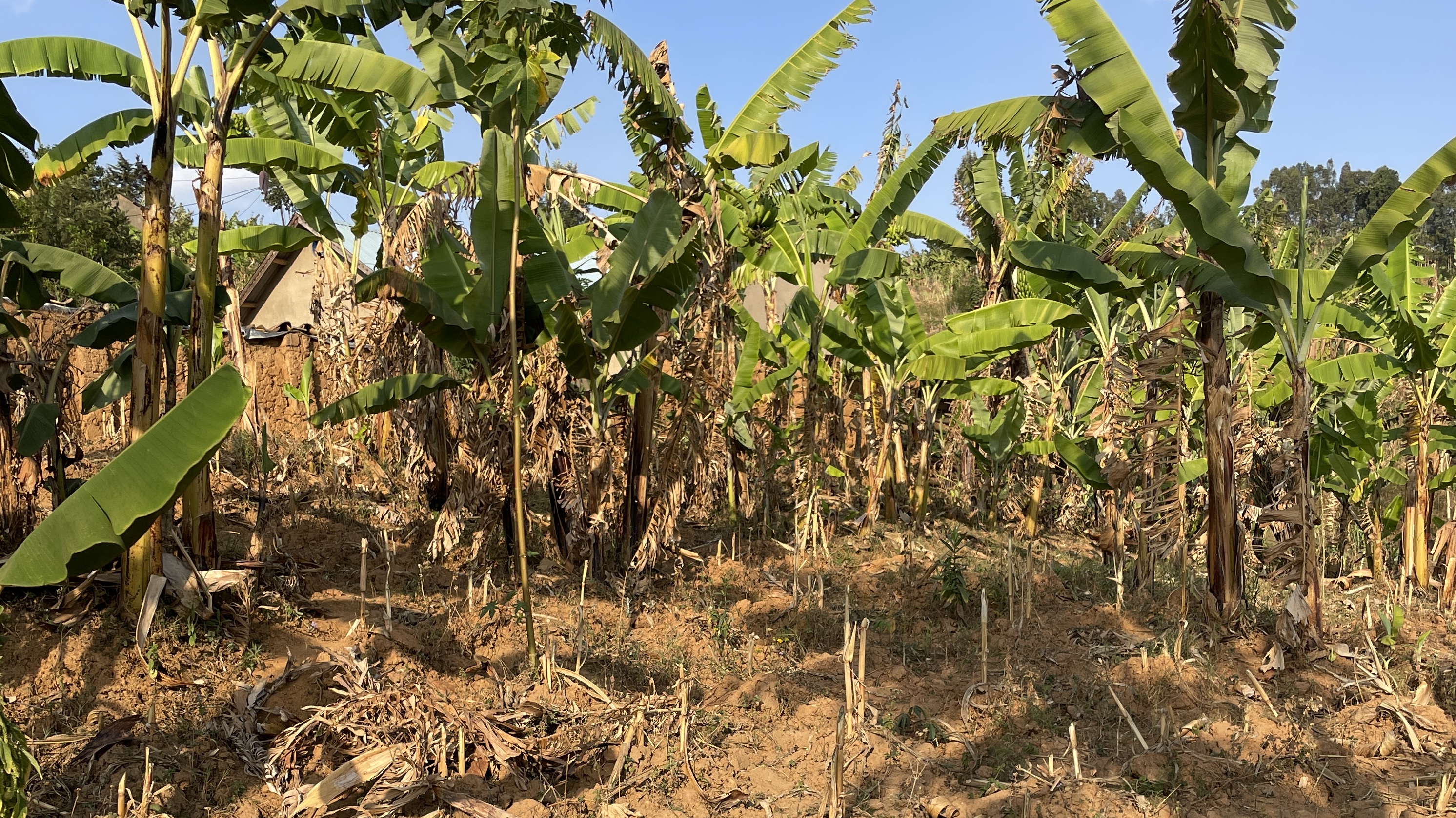 Green Harvest Initiative agricultural landscape in Remera, linked to Nurtiva's work on vegetables, fruit seedlings and local food production.